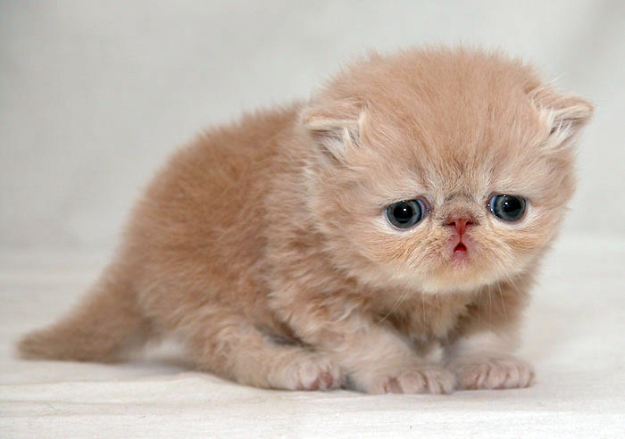 sad_kitten