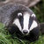 Somerset Badger thumbnail