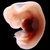 Little Embryo thumbnail