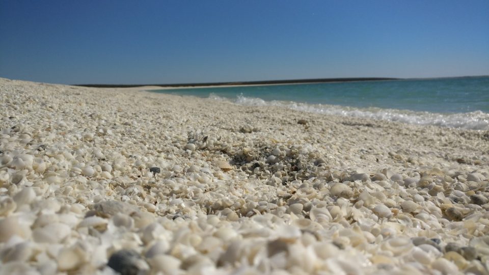 Article : Shark Bay, la splendeur péninsulaire