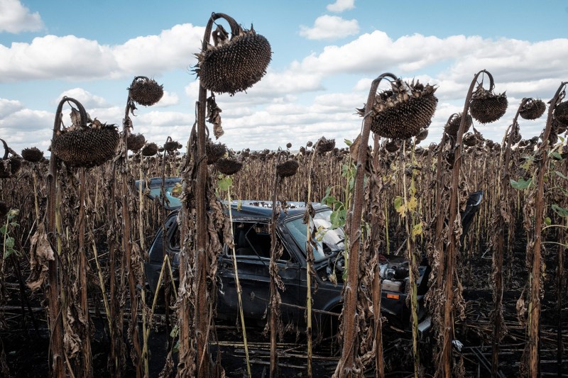 A damaged car sits in a field of dry, dead sunflowers.