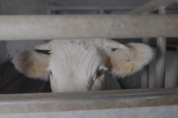 L'abattoir de Savoie est accusé de mauvais traitements et de cruauté envers les animaux par l'association L214.