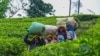 TOPSHOT - In this photograph taken on September 1, 2024, tea pickers carry sacks of harvested leaves at a tea estate in Hatton.