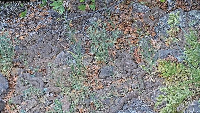 A Project RattleCam image shows a large group of snakes.