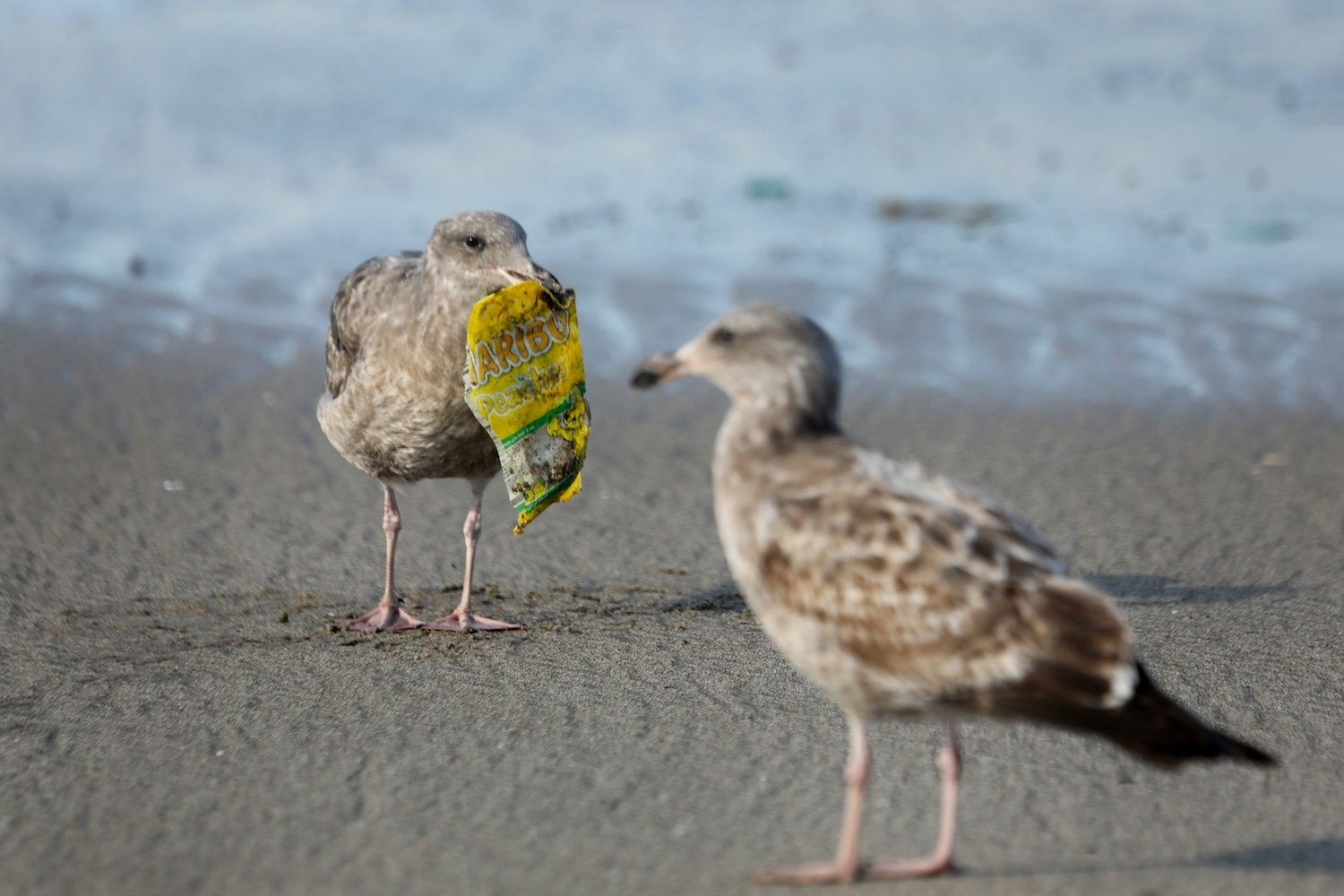 Birds try to feed on chips from chip bags washed ashore on Manhattan Beach, California after a winter storm