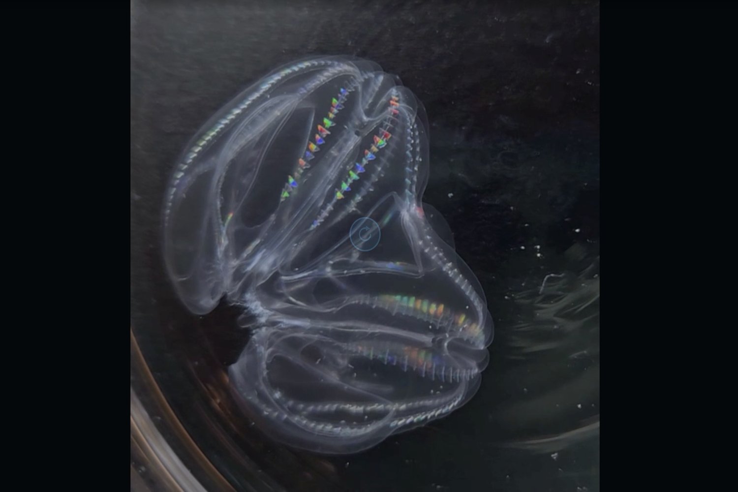 Image of a warty comb jelly