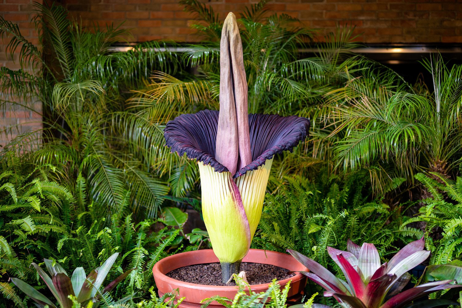 Cleveland Metroparks Zoo Corpse Flower