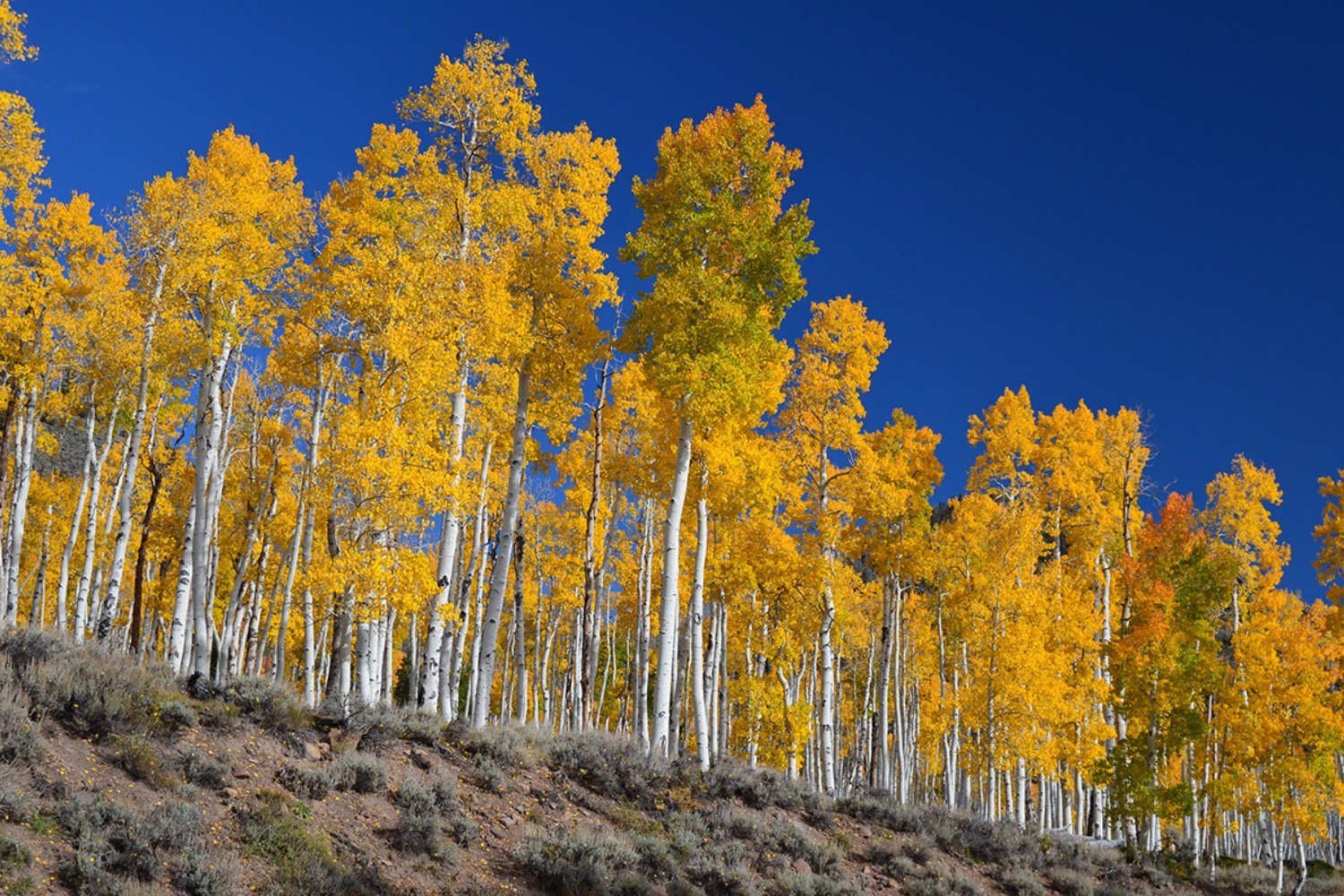 Pando, a quaking aspen and one of the world's oldest and largest organisms.