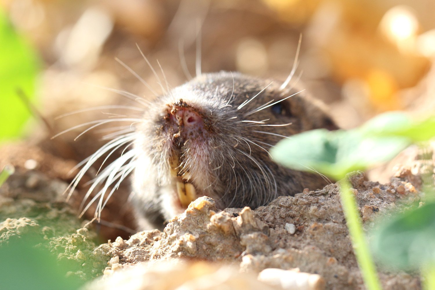 Gopher Burrowing