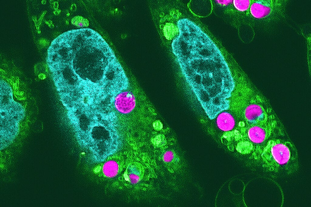 Photosynthetic Hamster Cells