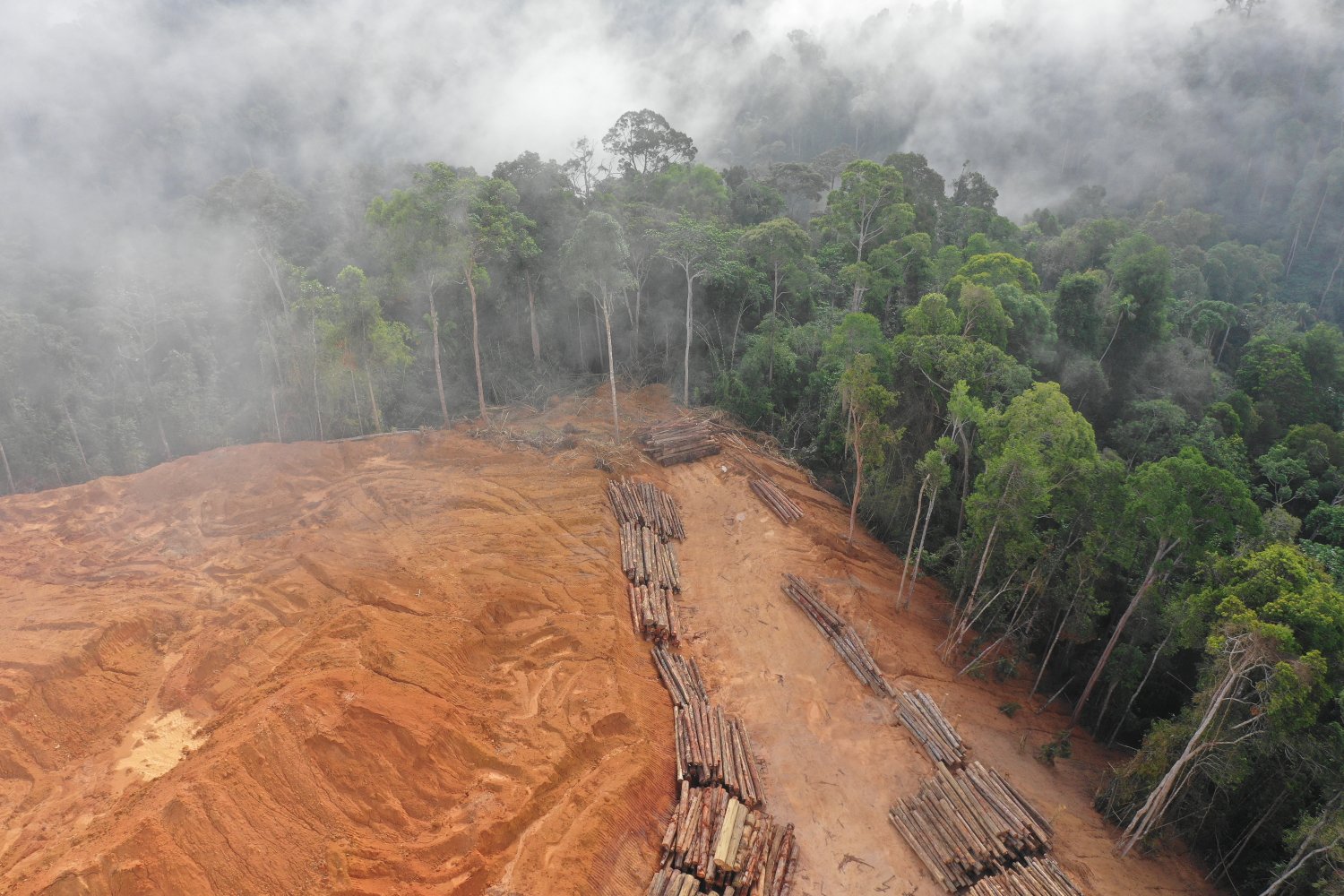 Deforestation of rainforest