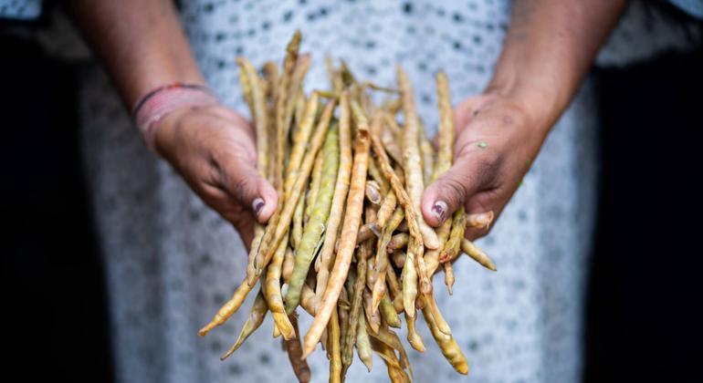 The Guajiro bean has fed Wayúu Indigenous Peoples of South America for centuries.