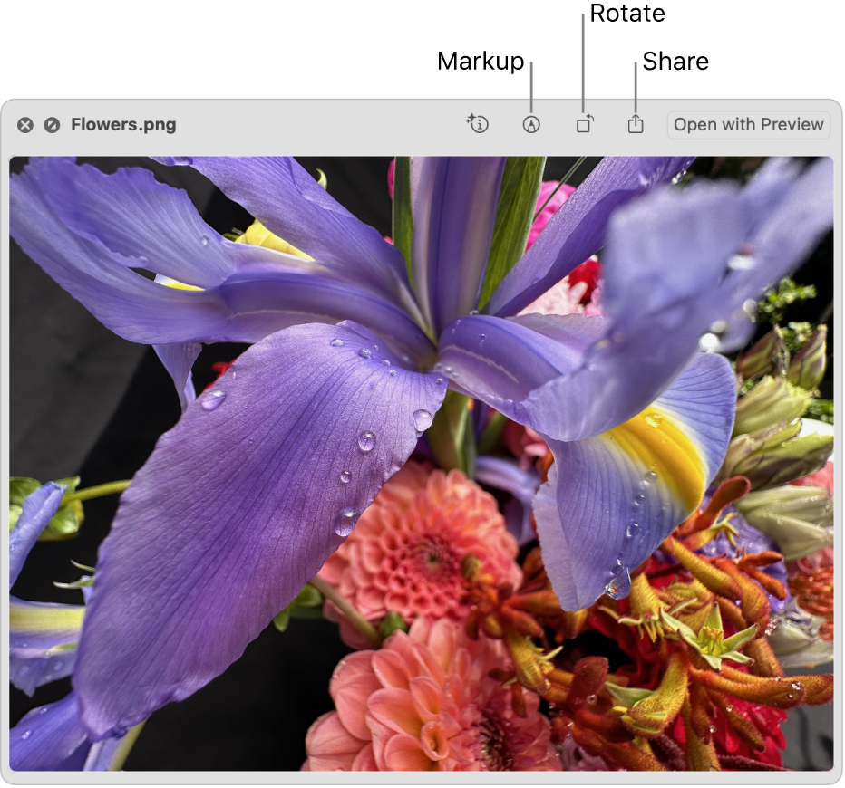 An image in the Quick Look window with buttons to mark up, rotate, or share the image, or open it in the Preview app.