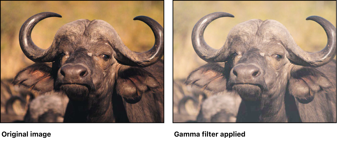 Canvas showing effect of Gamma filter