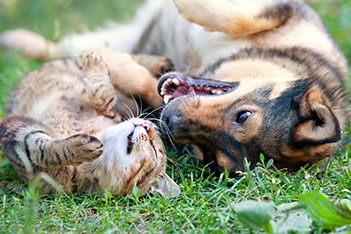 Veterinary Hospital