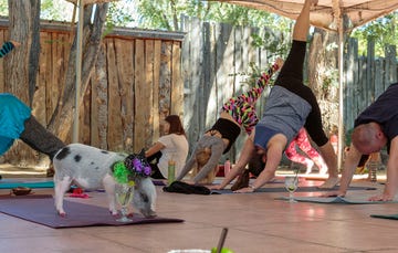 Yoga with a pig and margaritas