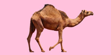 camel hump