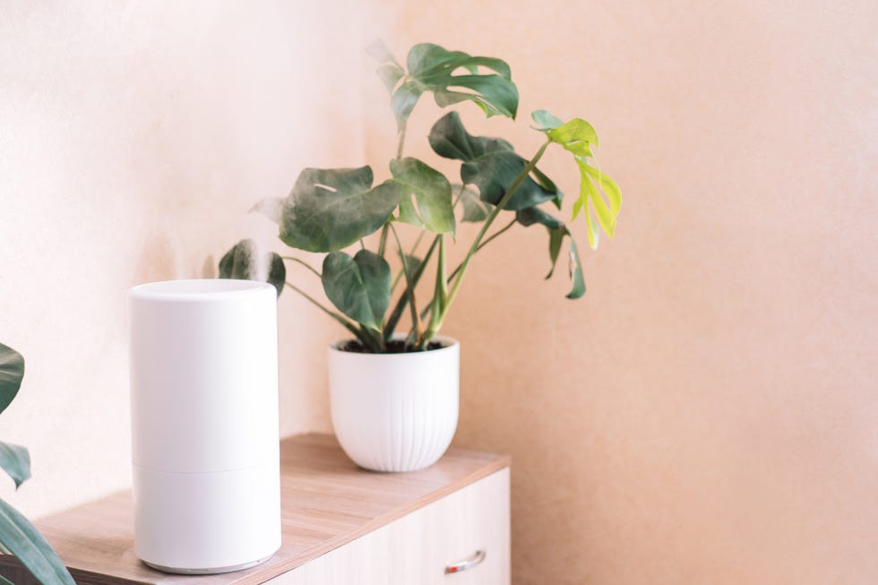 humidifier in front of a houseplant on a chest of drawers