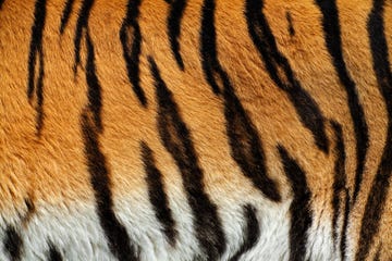 Tiger fur