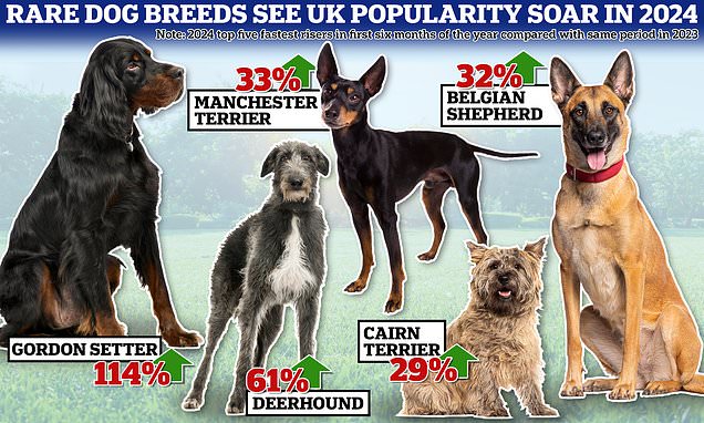 Do you know your Gordon Setter from your Deerhound? Rare dog breeds soar in popularity in