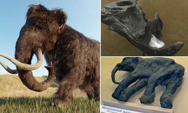 Is this how the woolly mammoth went extinct? Ancient beasts suffered from HAY FEVER,