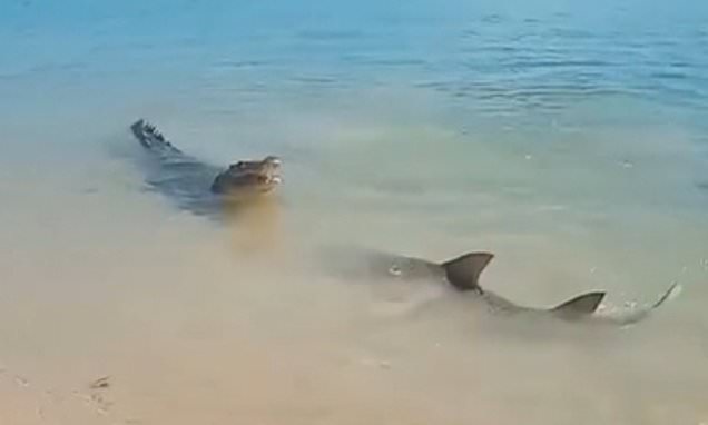 Wild moment crocodile 'battles' sharks in front of stunned beachgoer at North Queensland