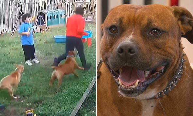 Astonishing moment hero pet dog Oslo takes down man charging through garden after teenager