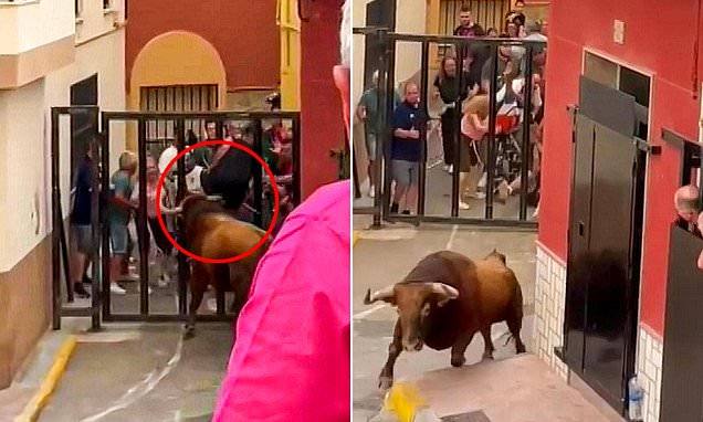 Horrifying moment bull gores man in the scrotum with horn cutting through his groin during