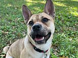 Tearjerking video of hopeful dog getting ignored at adoption event shatters hearts