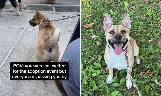 Tearjerking video of hopeful dog getting ignored at adoption event shatters hearts