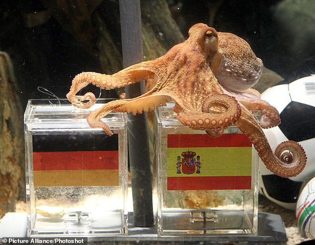 Paul the Octopus correctly picks out Spain as winners of the 2010 World Cup semi-final