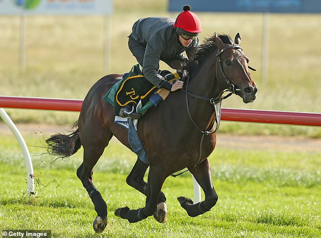 Brown Panther was Owen's first horse to contest the Melbourne Cup but sadly died two years later as the result of a racing injury