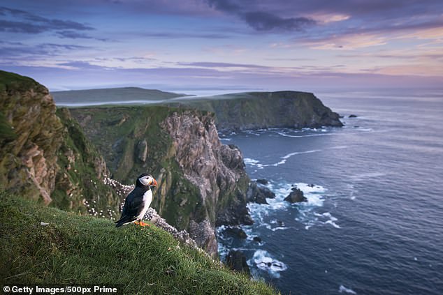 Escape the hustle and bustle and get back to nature on the island of Unst, home to many puffins