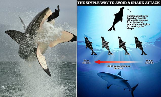 Scientists reveal how to avoid a shark attack - and their method is surprisingly simple