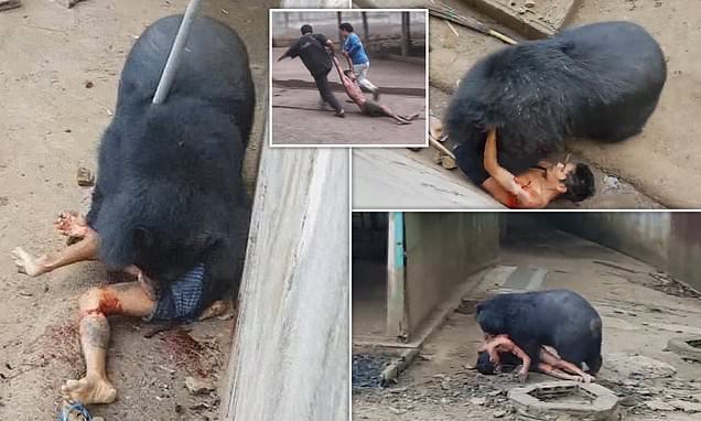 Miracle escape of man 'eaten alive' by tormented bear: Moment zoo guest nearly pays the