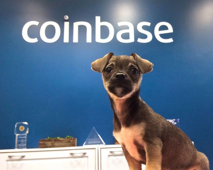 puppies in the Coinbase office