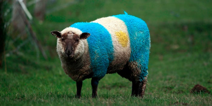 argentina flag sheep