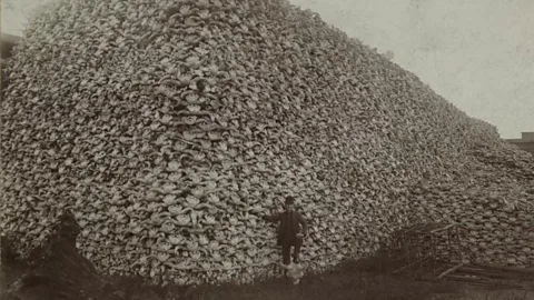 The history of the bison skull photo