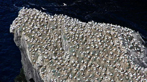 Karen Gardiner More than 100,000 breeding seabirds flock to Unst each summer (Credit: Karen Gardiner)