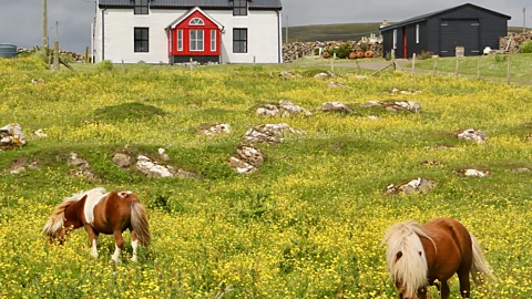 Karen Gardiner Small Shetland ponies graze in meadows and gardens across Unst (Credit: Karen Gardiner)