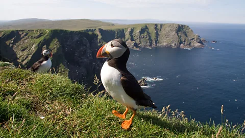 lisland/Getty Images Legend has it that Unst inspired Stevenson's famous book Treasure Island – but the author was coy about the fabled land's true setting (Credit: lisland/Getty Images)