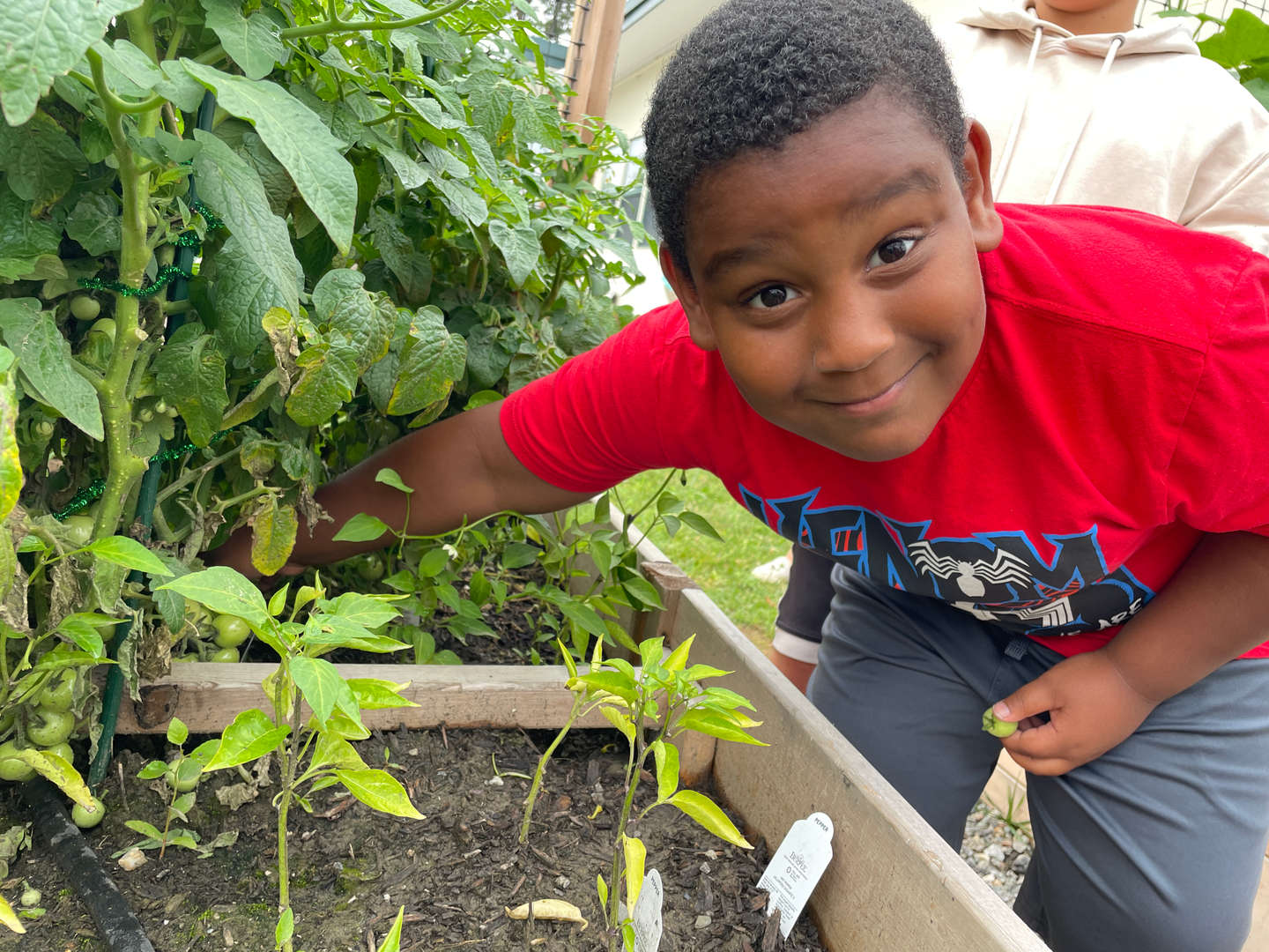 boy in red shirt picking a tomato