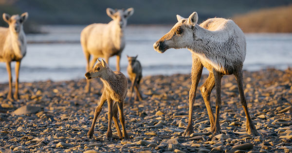 Caribou in the Western Arctic