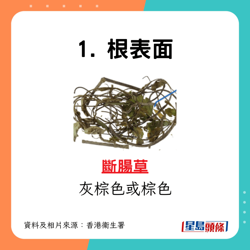 斷腸草根表面呈灰棕色或棕色（圖片來源：衞生署）