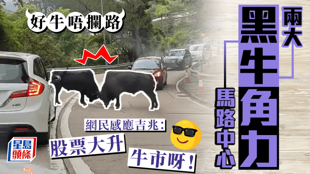 港公路驚現兩流浪牛MMA 激戰畫面罕見塞兩線司機睇到咔咔笑