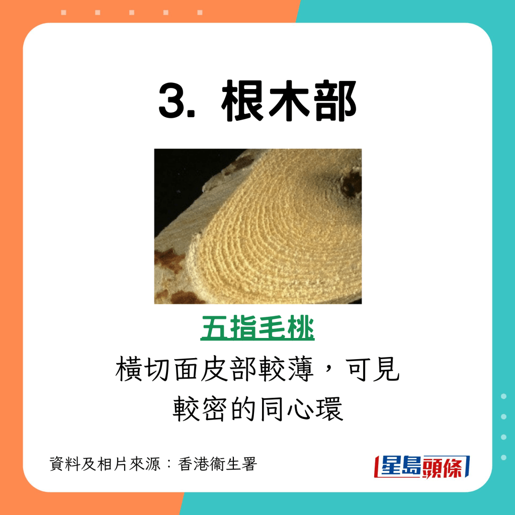 五指毛桃根木部橫切面皮部較薄，可見較密的同心環（圖片來源：衞生署）