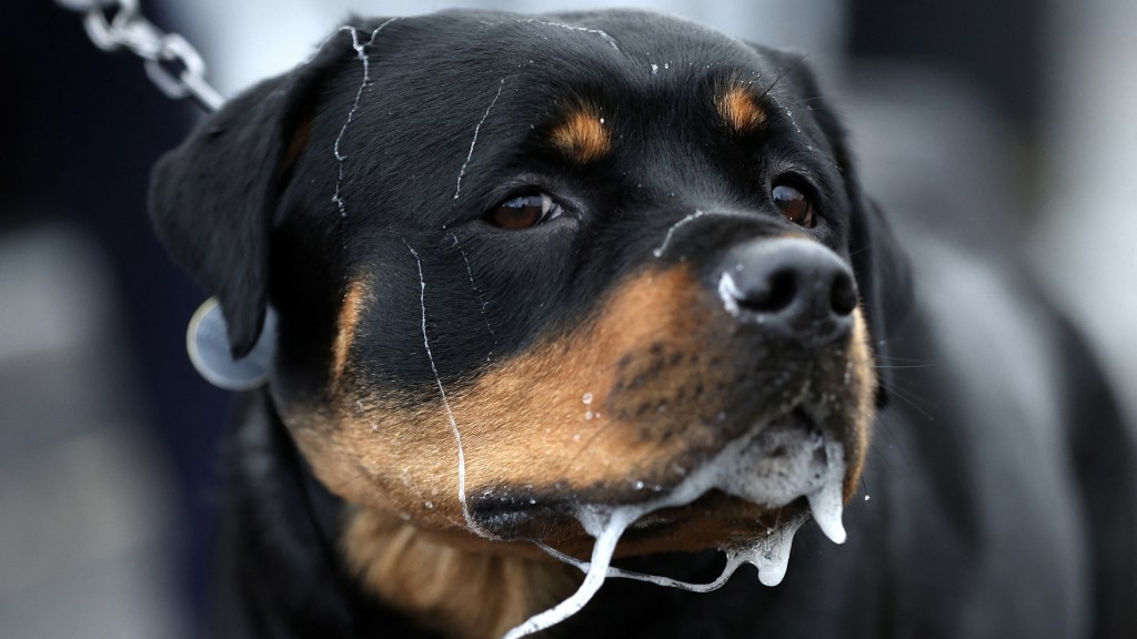 洛威拿是美國10大受歡迎犬種之一。 路透社