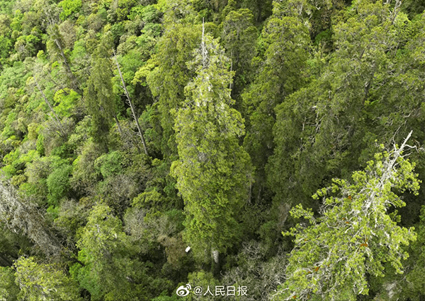 這棵西藏柏木比周圍的樹都高。