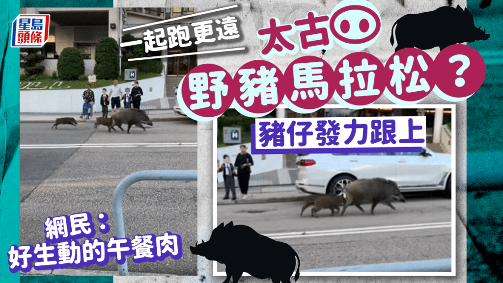 野豬馬拉松？ 驚險跑康山馬路險捱撞 網民流口水：好生動的午餐肉