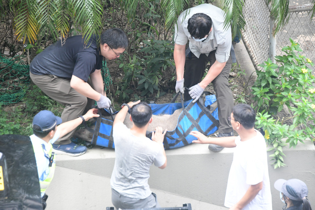 政府擬修例將餵飼野生動物罰則增至最高10萬元及判監一年。資料圖片